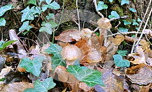 Mushroom a honey agaric in a autumn forest. Fallen colorful leaves. photo