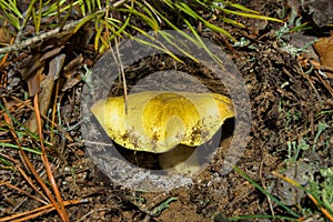 Mushroom Horseman Tricholoma equestre growing in the sandy ground under pine, closeup.