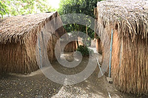 Mushroom house , Nursery for Seed.