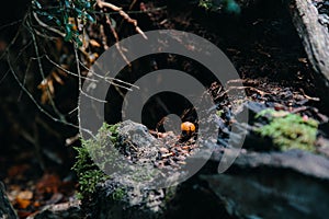 mushroom in a humid forest