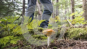 Mushroom Hunter with Amanita muscaria