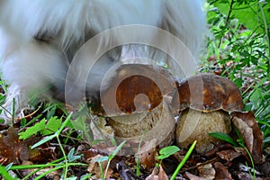 Mushroom hunter Maltese dog and two Summer Bolete