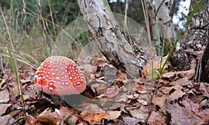 Mushroom hunting. Gathering Wild Mushrooms. Fly agaric mushroom photo, Red Amanita muscaria, forest photo, forest mushroom