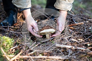 Mushroom hunting. Mushroom picker found a Boletus edulis in a coniferous forest