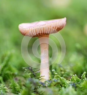 Mushroom Hygrocybe chlorophana