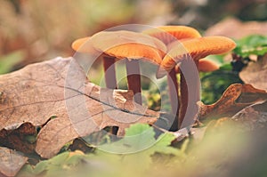 Mushroom - Hygrocybe miniata