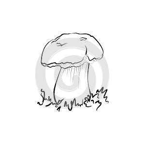 Mushroom illustration, vector. Suillellus, boletus, greaser mushroom drawing