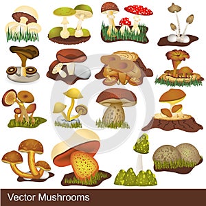 Mushroom illustrations