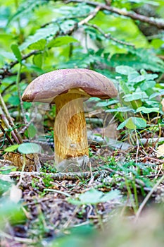 Mushroom Imleria badia