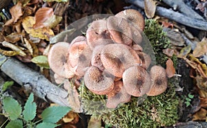 Mushroom incforest on moss