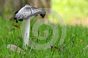 Mushroom, inkcap or shaggy mane, Coprinus comatus, in green grass, autumn close up