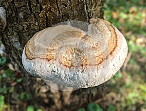 Mushroom Inonotus radiatus growing out of bark of a tree