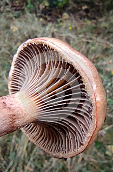 A mushroom interesting gills