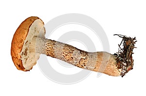 Mushroom isolated on white