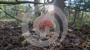 A mushroom that kills