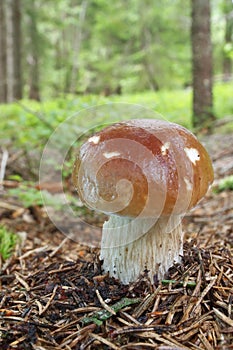 Mushroom king bolete