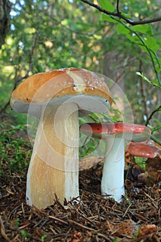 Mushroom king bolete and russula photo