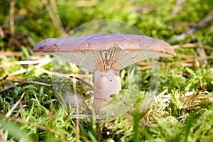 Mushroom Lactarius helvus