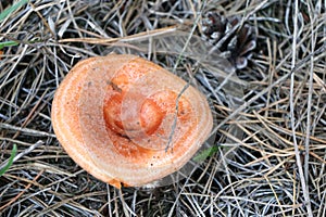 Mushroom Lactarius view from above