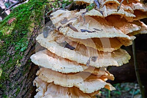 Mushroom Laetiporus,laetiporus or chicken of the woods growing on a tree, fungi, fungus, mushrooms