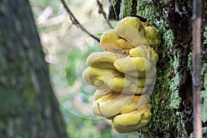 Mushroom Laetiporus sulphureus commonly known as Chicken of wood