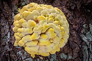 Mushroom Laetiporus sulphureus commonly known as Chicken of woods
