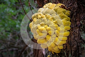 Mushroom Laetiporus sulphureus commonly known as Chicken of woods