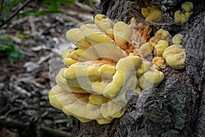 Mushroom Laetiporus sulphureus commonly known as Chicken of woods