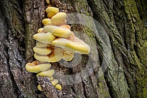 Mushroom Laetiporus sulphureus commonly known as Chicken of woods