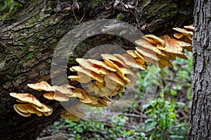 Mushroom Laetiporus sulphureus commonly known as Chicken of woods