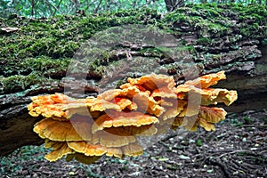 Mushroom Laetiporus sulphureus commonly known as Chicken of woods photo