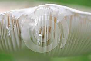 Mushroom lamella photo