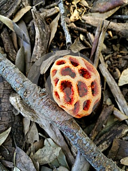 Mushroom lantern found in the woods of Maremma Toscana in the province of Grosseto photo