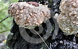 Mushroom with the Latin name Inonotus hispidus