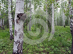 Mushroom with the Latin name Inonotus obliquus grew on birch