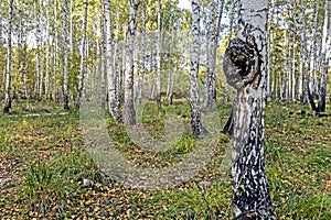 Mushroom with the Latin name Inonotus obliquus grew on birch