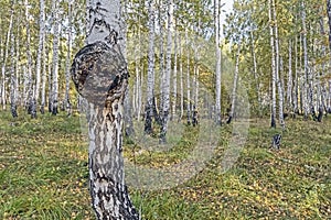 Mushroom with the Latin name Inonotus obliquus grew on birch