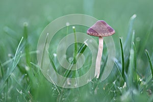 Mushroom on the lawn