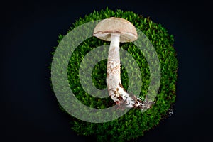 Mushroom laying on a circle of green moss on a black background