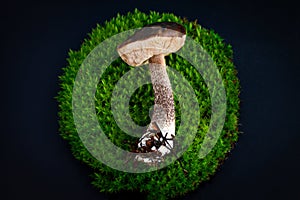Mushroom laying on a circle of green moss on a black background