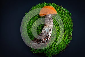 mushroom laying on a circle of green moss on a black background