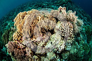 Mushroom leather coral in Banda, Indonesia underwater photo