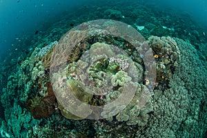 Mushroom leather coral, coral reef, anemone in Ambon, Maluku Indonesia underwater photo