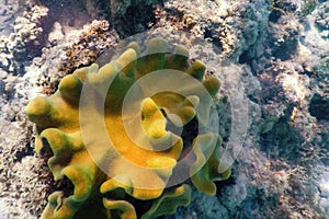 Mushroom leather coral Sarcophyton glaucum underwater