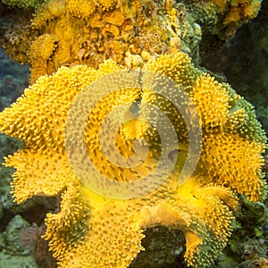 Mushroom leather coral in tropical sea, underwater