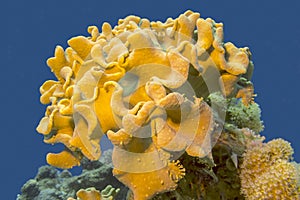 Mushroom leather coral in tropical sea, underwater