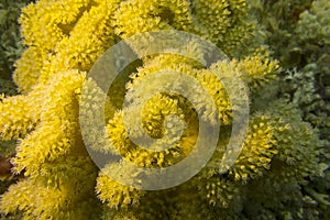 Mushroom leather coral in tropical sea, underwater