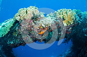 Mushroom leather corals in Banda, Indonesia underwater photo