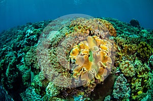 Mushroom leather corals in Banda, Indonesia underwater photo