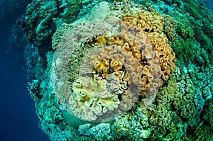 Mushroom leather corals in Banda, Indonesia underwater photo